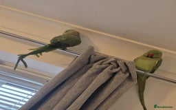 Ringnecks birds for sale: male and female 1 year old ringnecks - Image 2