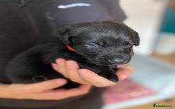 Mixed Breed dogs for sale: Beautiful pointer lab puppies!  - Image 35