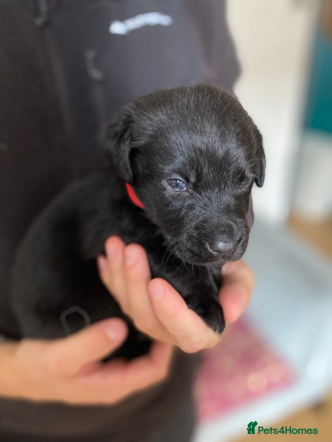 Mixed Breed dogs for sale: Beautiful pointer lab puppies!  - Image 35