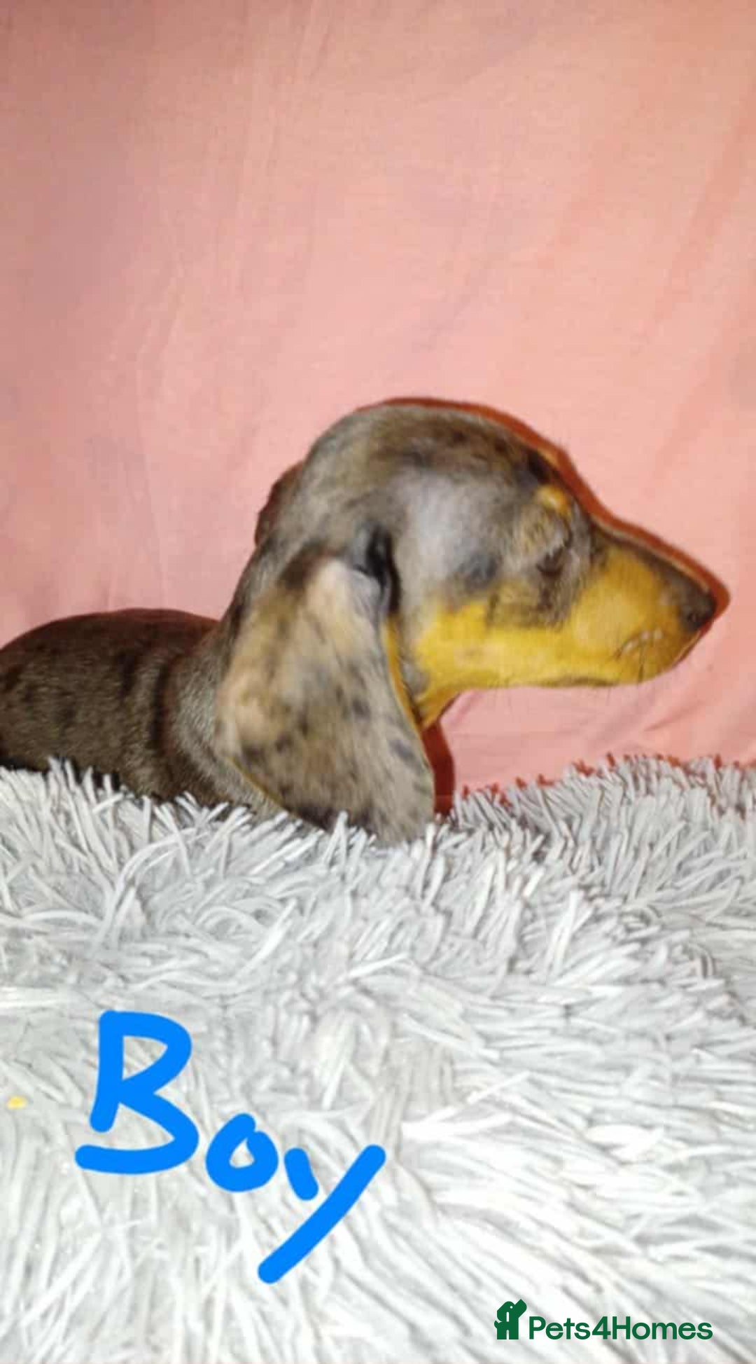 Dachshund dogs for sale: Dachshund puppies  - Advert 9