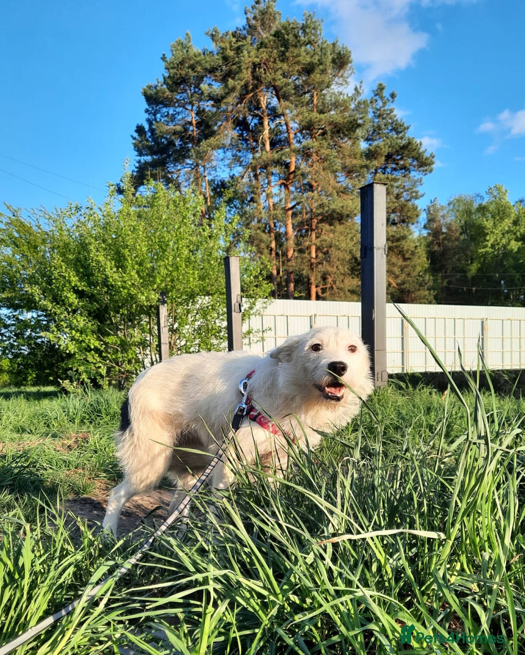 Mixed Breed dogs for adoption: 💖🐶 ATHENA 🐶💖 - Image 8
