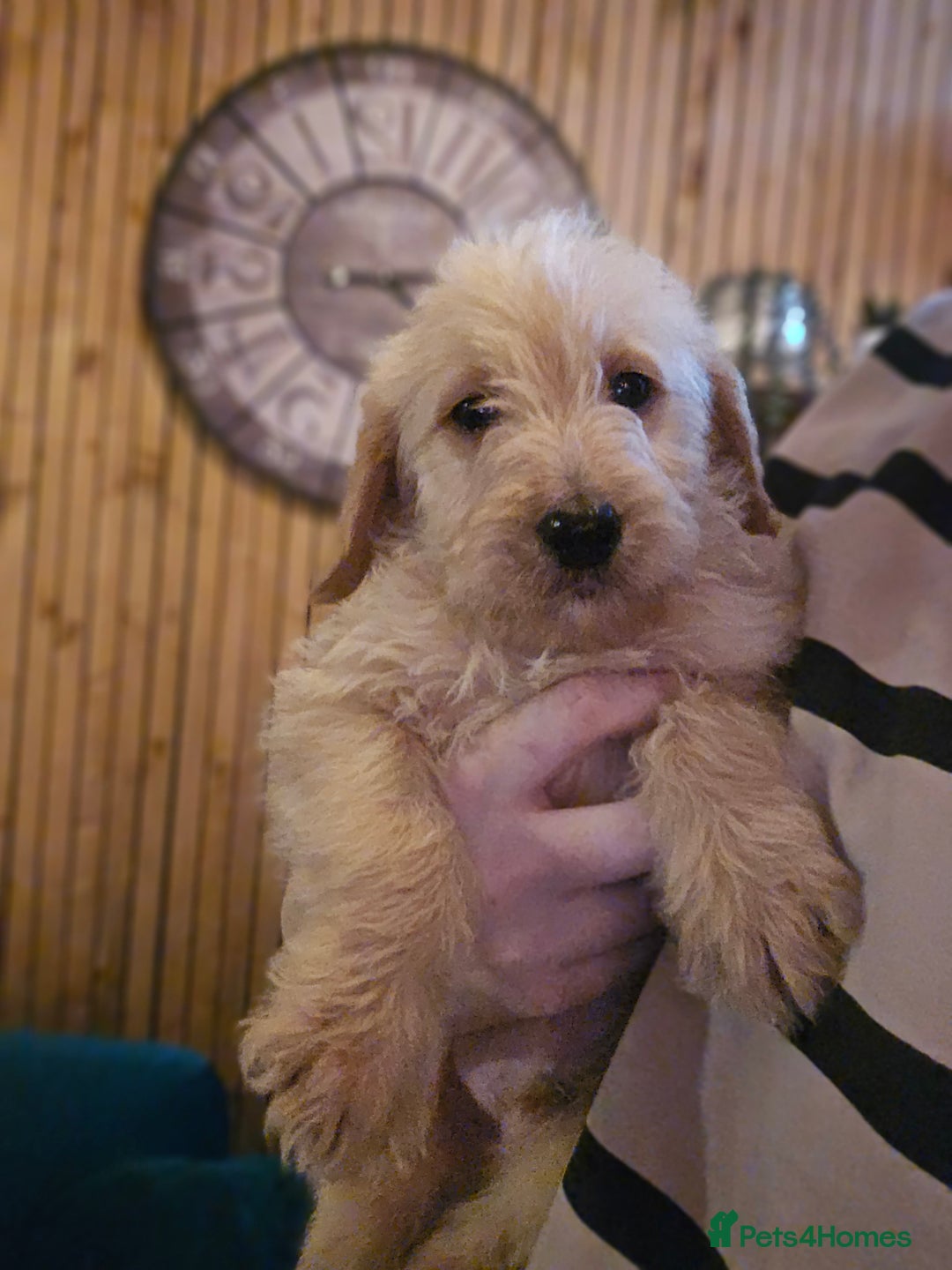 Labradoodle dogs for sale: Ready to go! gorgeous Teddy-Labradoodles - Advert 32