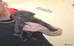 Staffordshire Bull Terrier dogs for sale: Puppies  - Image 5