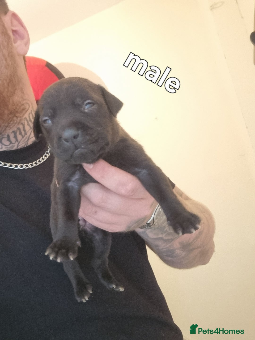 Staffordshire Bull Terrier dogs for sale: Puppies  - Image 5