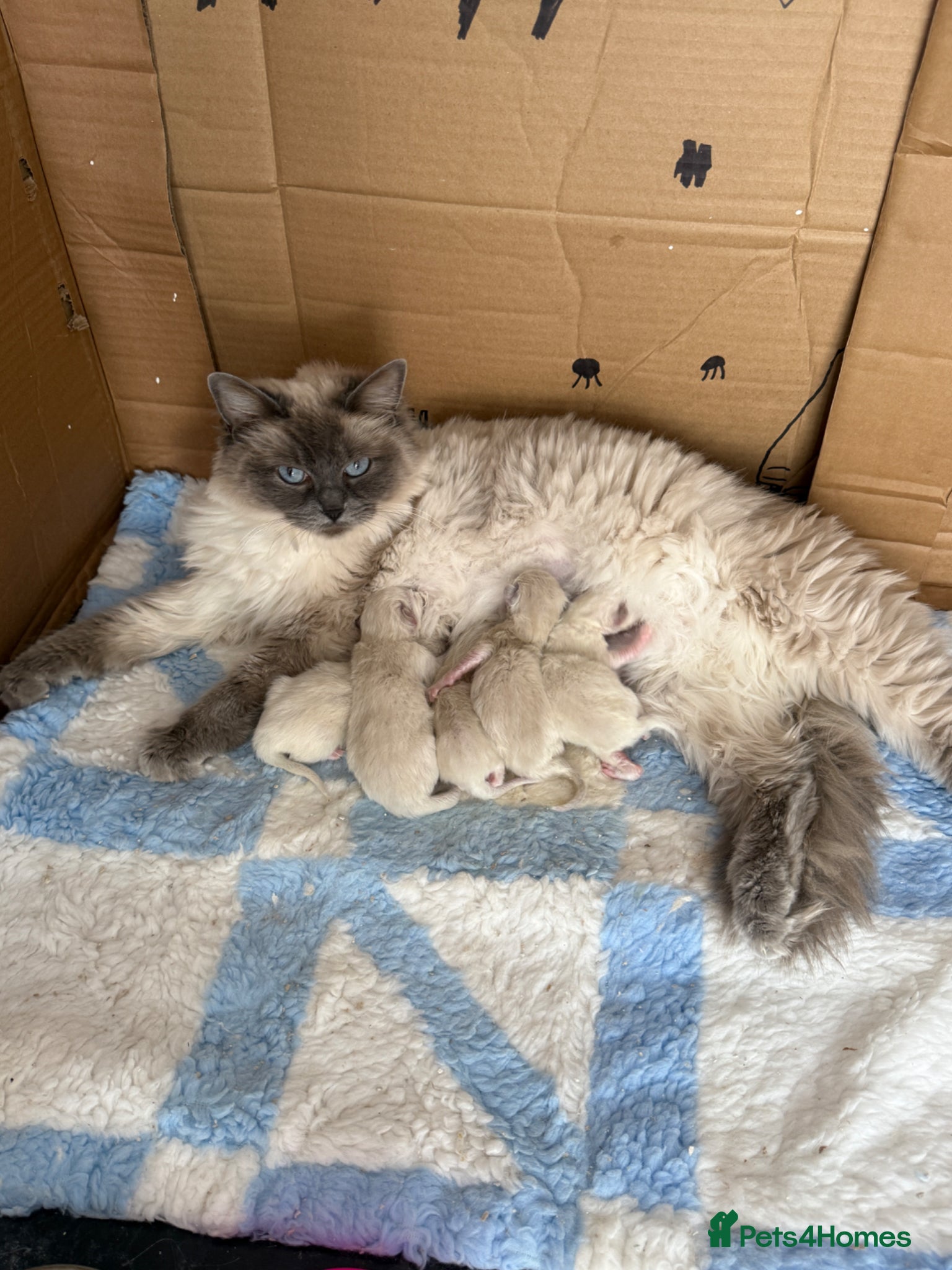Ragdoll cats Full breed ragdoll kittens - Advert 2