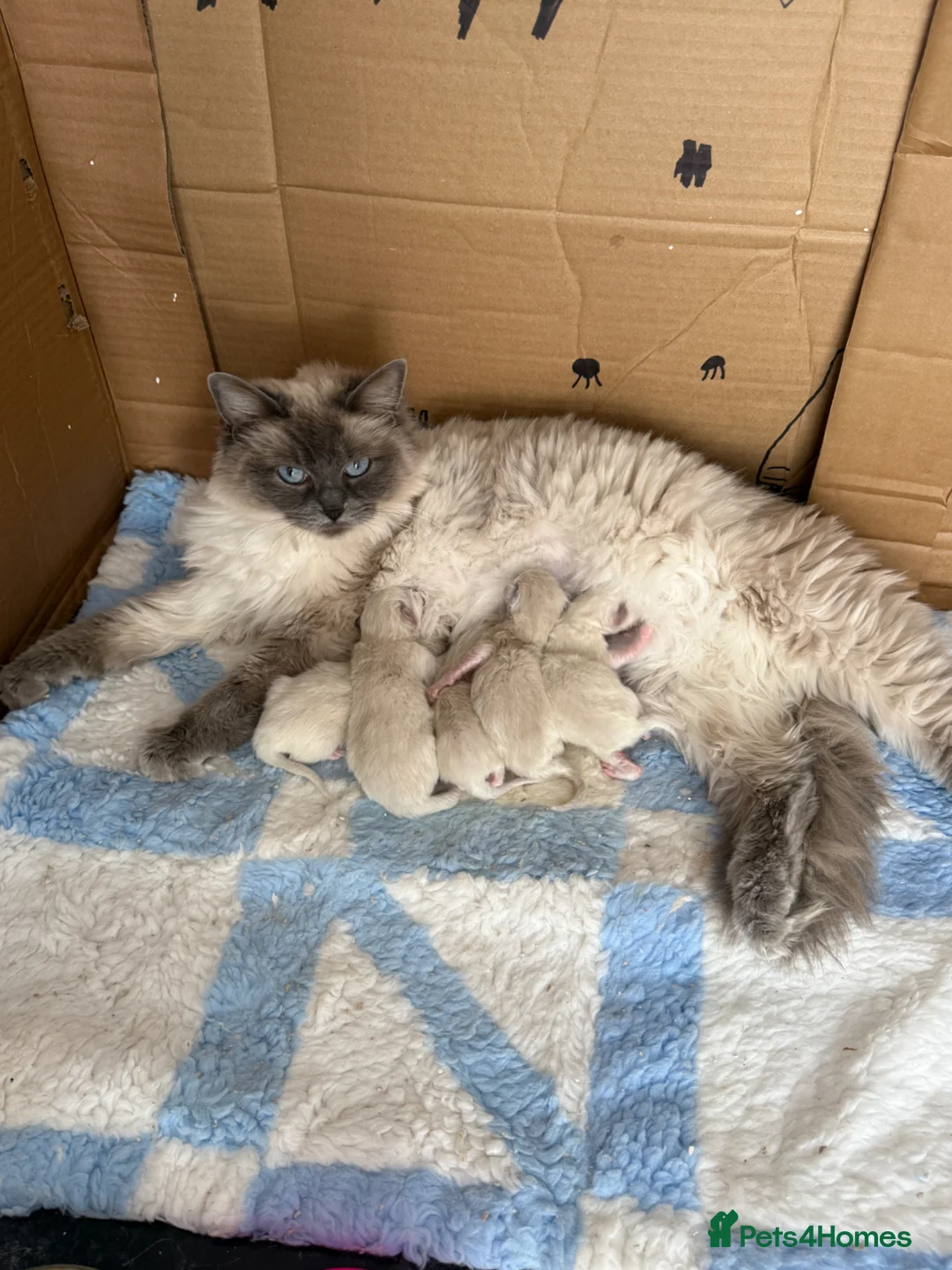 Ragdoll cats for sale: Full breed ragdoll kittens - Advert 1