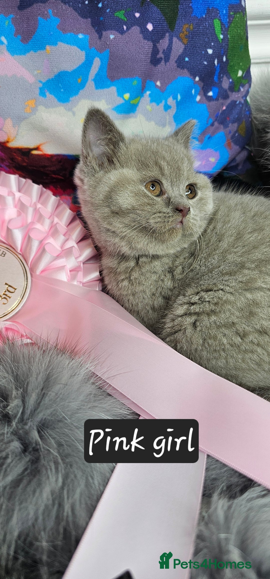 British Shorthair cats for sale: British short hair kittens - Advert 37