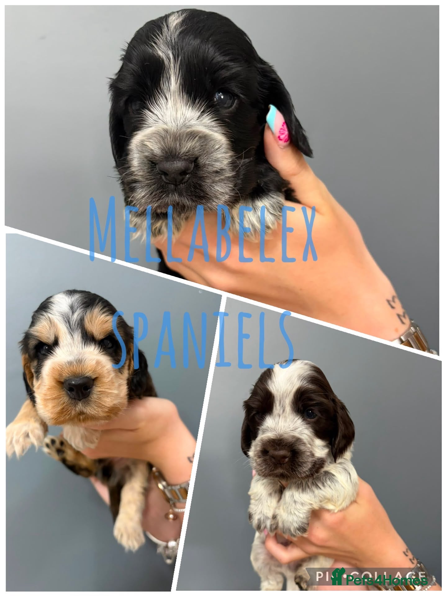 Cocker Spaniel dogs KC, HEALTH TESTED 5* SHOW COCKER PUPS - Advert 1