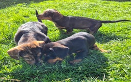 Mixed Breed dogs for sale: Wire Haired Daschund x Rottweiler  - Image 6