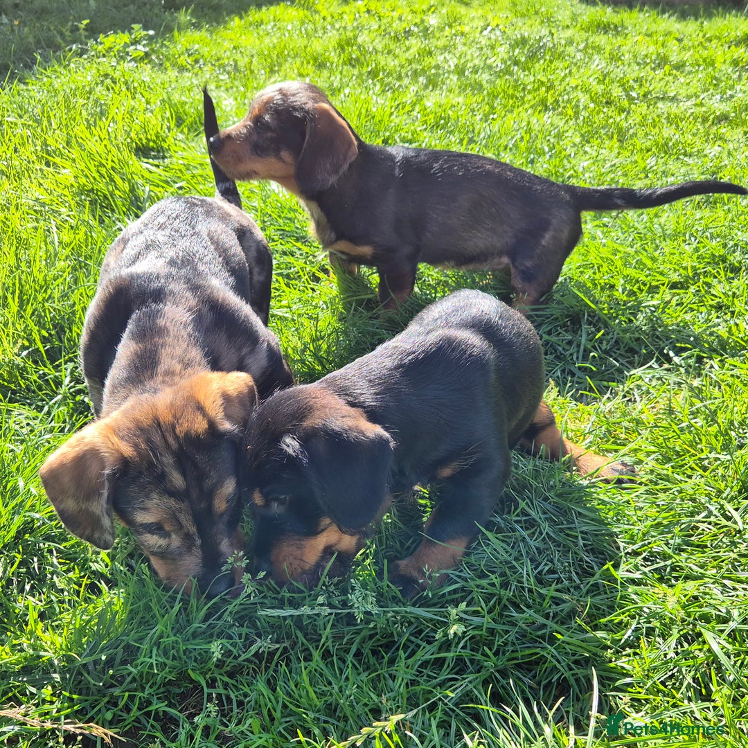 Mixed Breed dogs for sale: Wire Haired Daschund x Rottweiler  - Image 6