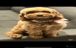 Cavapoo dogs for sale: Extensively health tested toy cavapoo puppies - Image 3