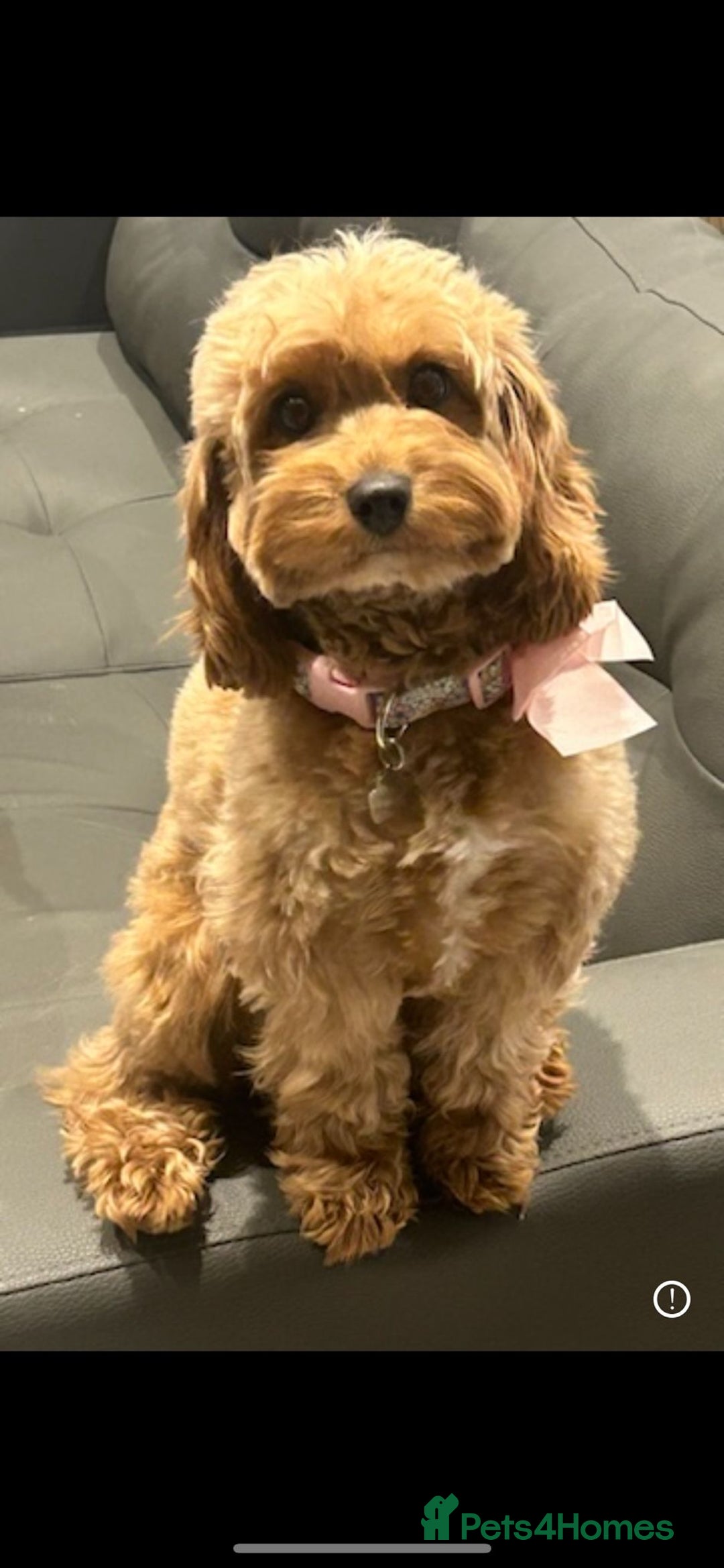 Cavapoo dogs for sale: Extensively health tested toy cavapoo puppies - Image 3