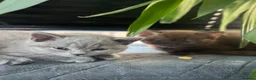 British Shorthair cats for sale: British Shorthair Kittens – Grey Girl & Brown Boy - Advert 11