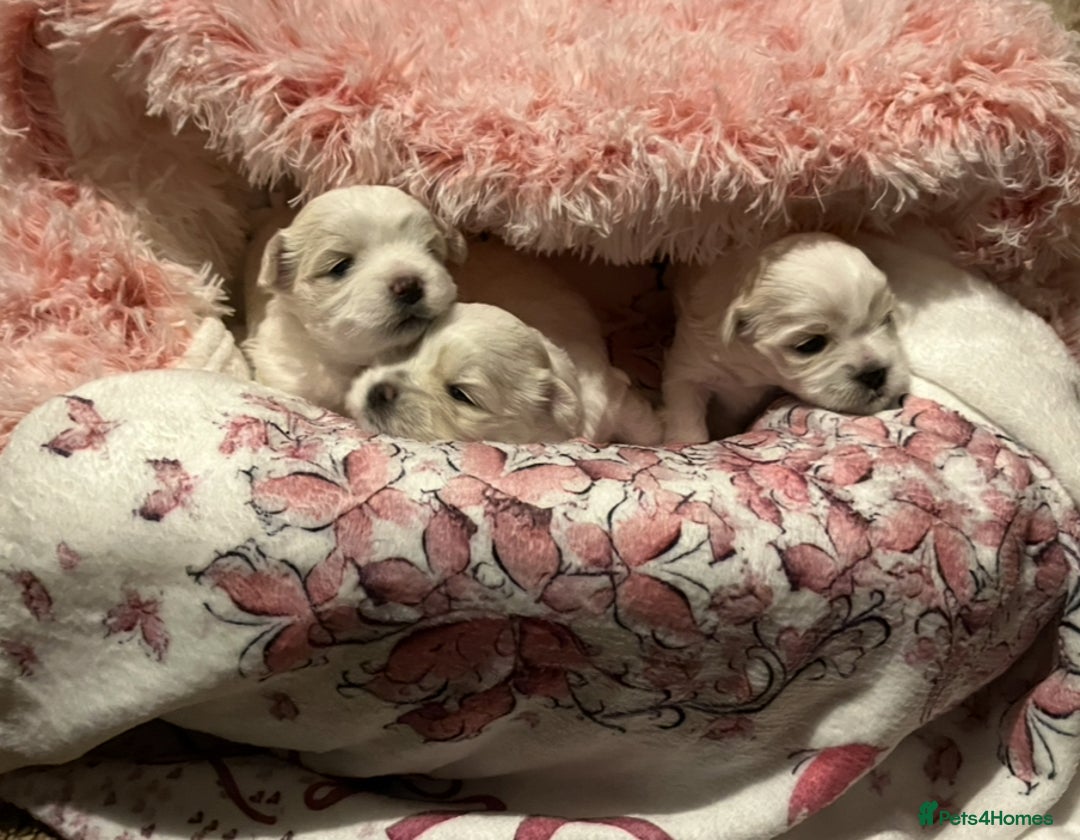 Maltese dogs for sale: Miniature Maltese - Advert 6