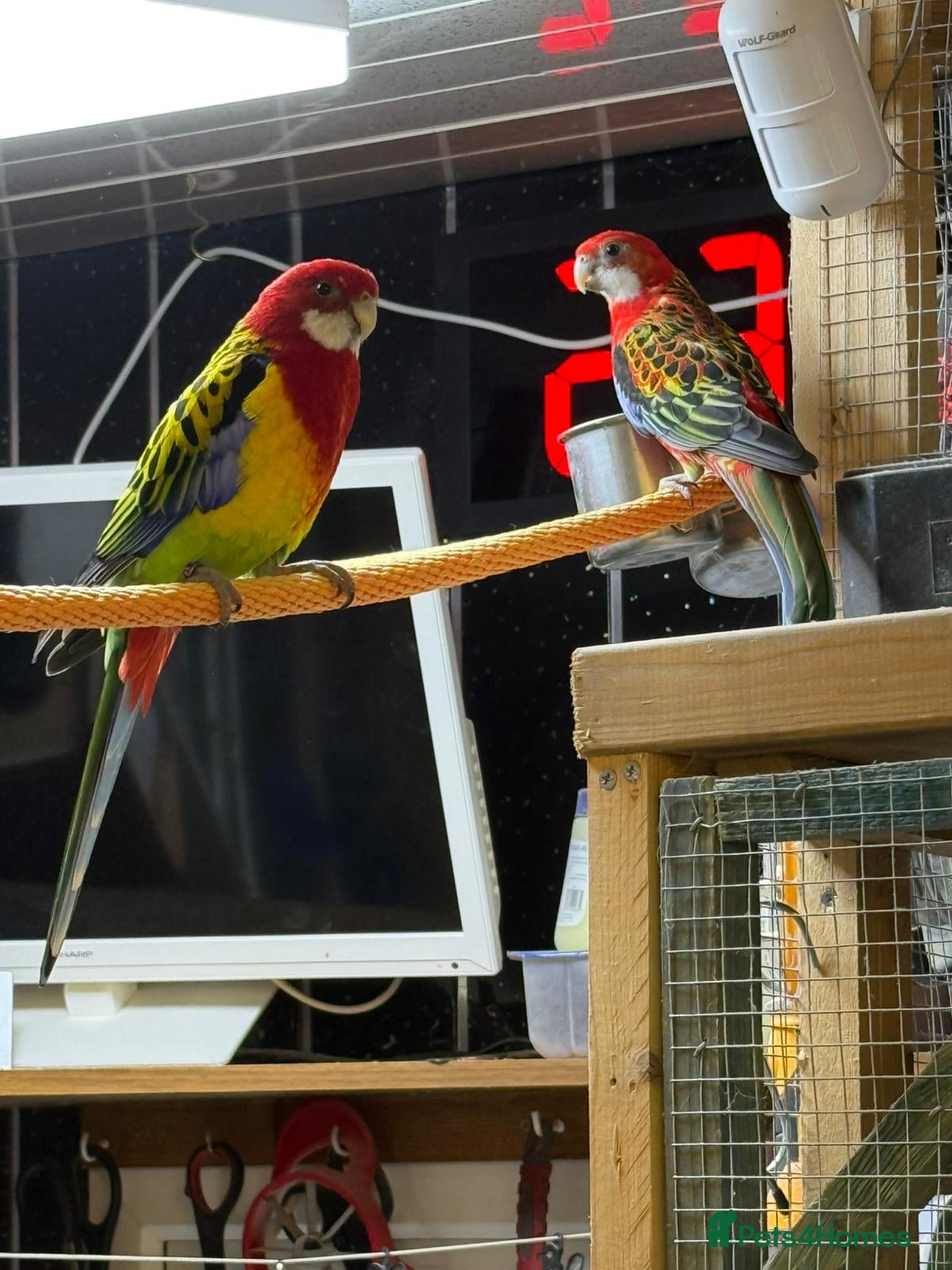 Parakeets birds Golden mantle rosella’s  - Advert 12