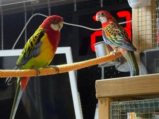 Parakeets birds Golden mantle rosella’s - Advert 3