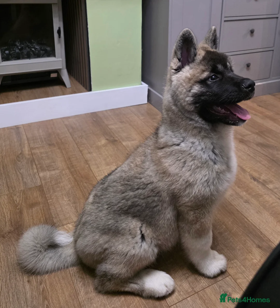 Akita dogs for sale: Stunning male akita puppy - Advert 5