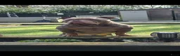 American Bully dogs for stud: American Exotic Pocket Bully for STUD - Advert 5