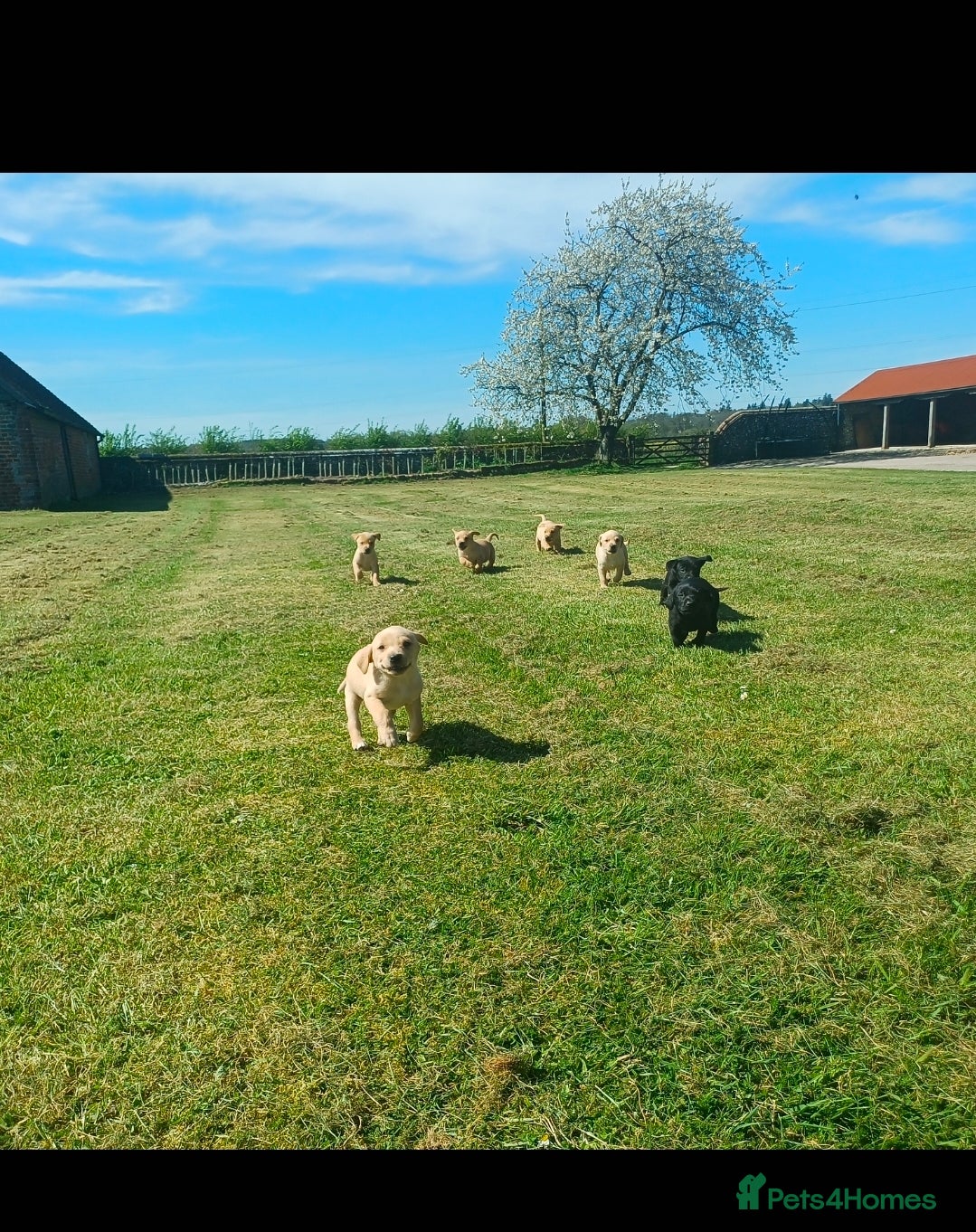 Labrador Retriever dogs KC registered working labrador puppies - Advert 13