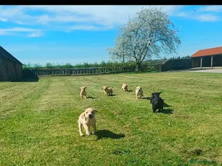 Labrador Retriever dogs KC registered working labrador puppies - Advert 13