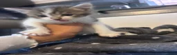 Mixed Breed cats for sale: Half Sphynx Kittens  - Advert 5