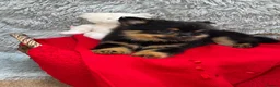 Pomeranian dogs for sale: Only two beautiful Pomeranian babies left - Advert 10