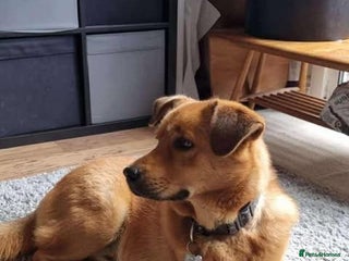 Mixed Breed dogs Rescue boy Mason is looking for his forever home - Advert 1