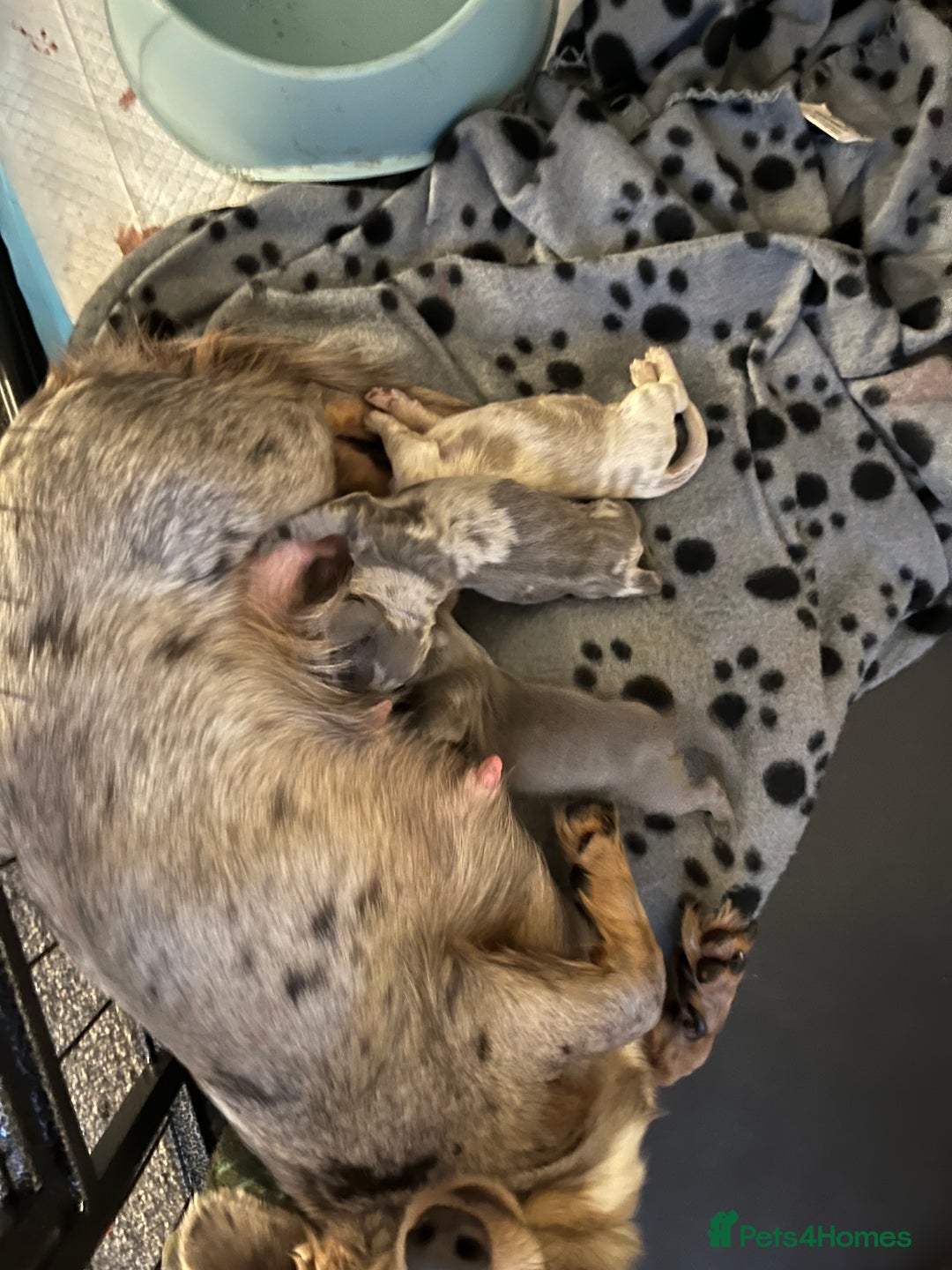 Miniature Dachshund dogs for sale: 2 miniature long hair dachshunds  - Advert 2