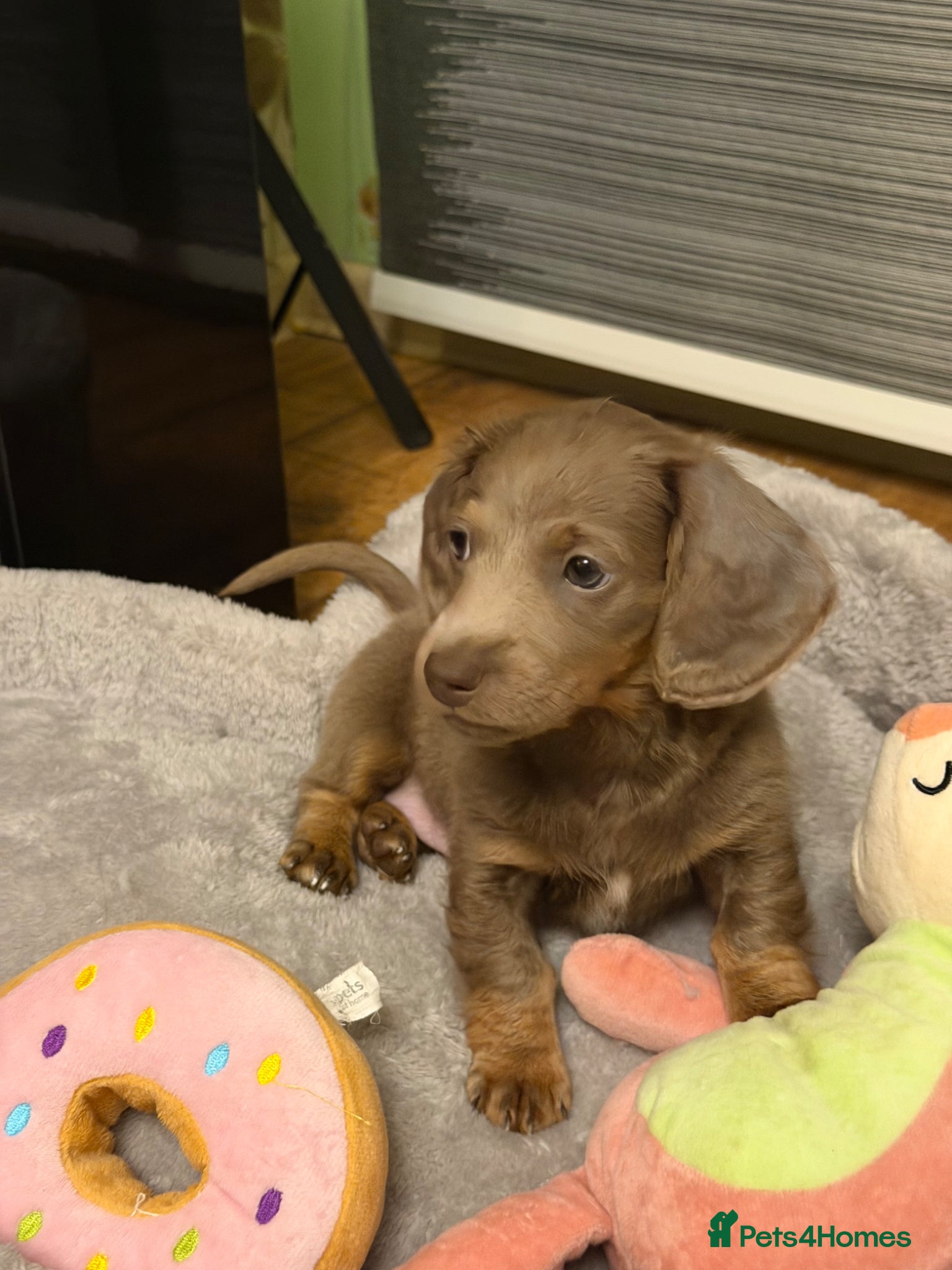Miniature Dachshund dogs Miniature Long-Haired Dachshund Puppy - Advert 2
