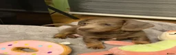 Miniature Dachshund dogs for sale: Miniature Long-Haired Dachshund Puppy - Advert 1