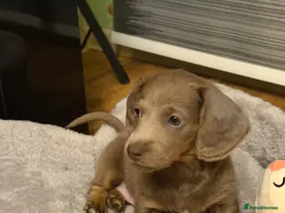 Miniature Dachshund dogs Miniature Long-Haired Dachshund Puppy - Advert 4