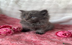 Maine Coon cats for sale: Silver Maine Coon X Russian Blue One Boy LEFT! 🩵 - Image 2