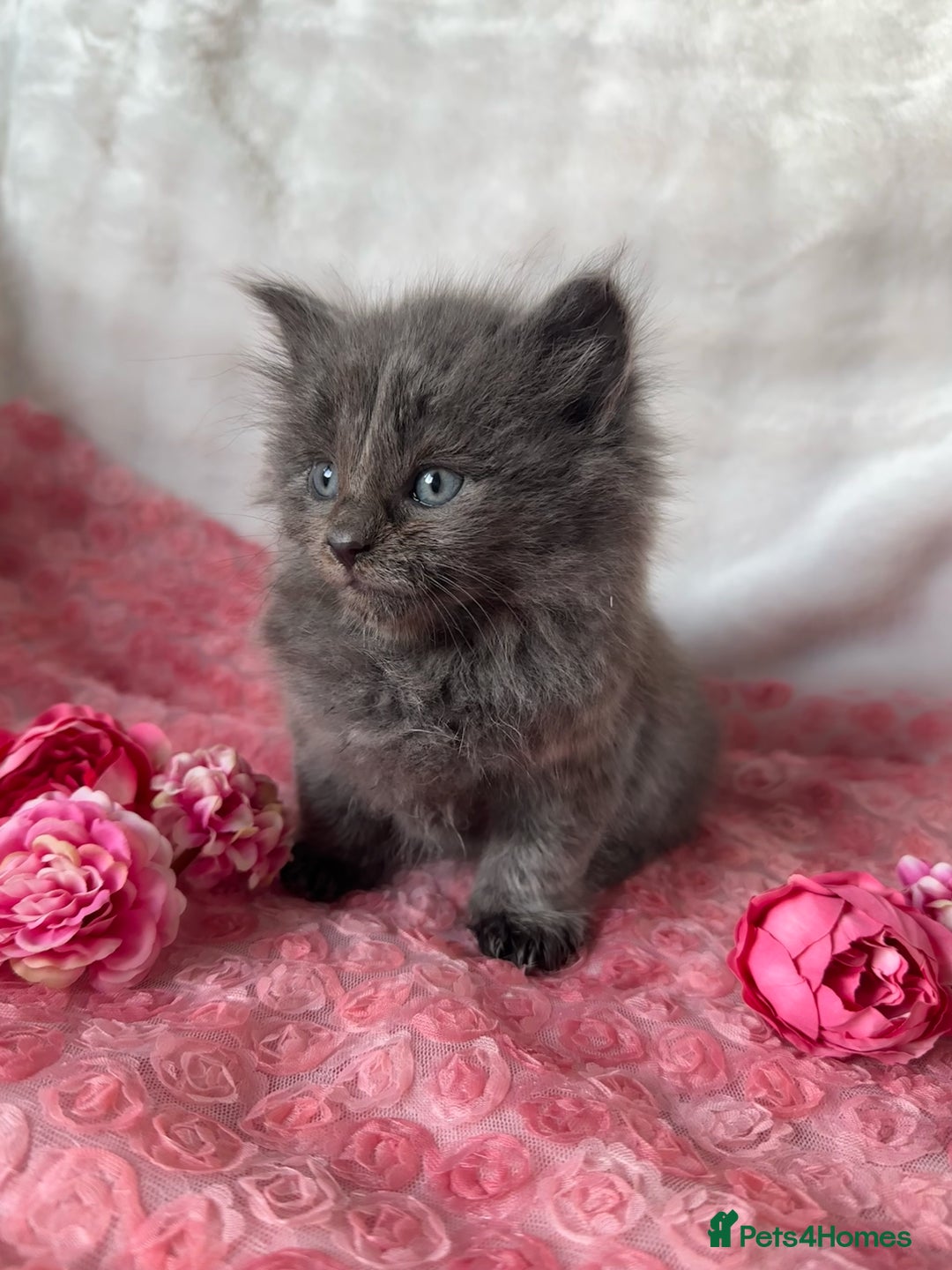 Maine Coon cats for sale: Silver Maine Coon X Russian Blue One Boy LEFT! 🩵 - Image 2