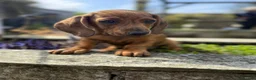 Dachshund dogs for sale: Beautiful Brindle Dachshund Pups - Advert 2