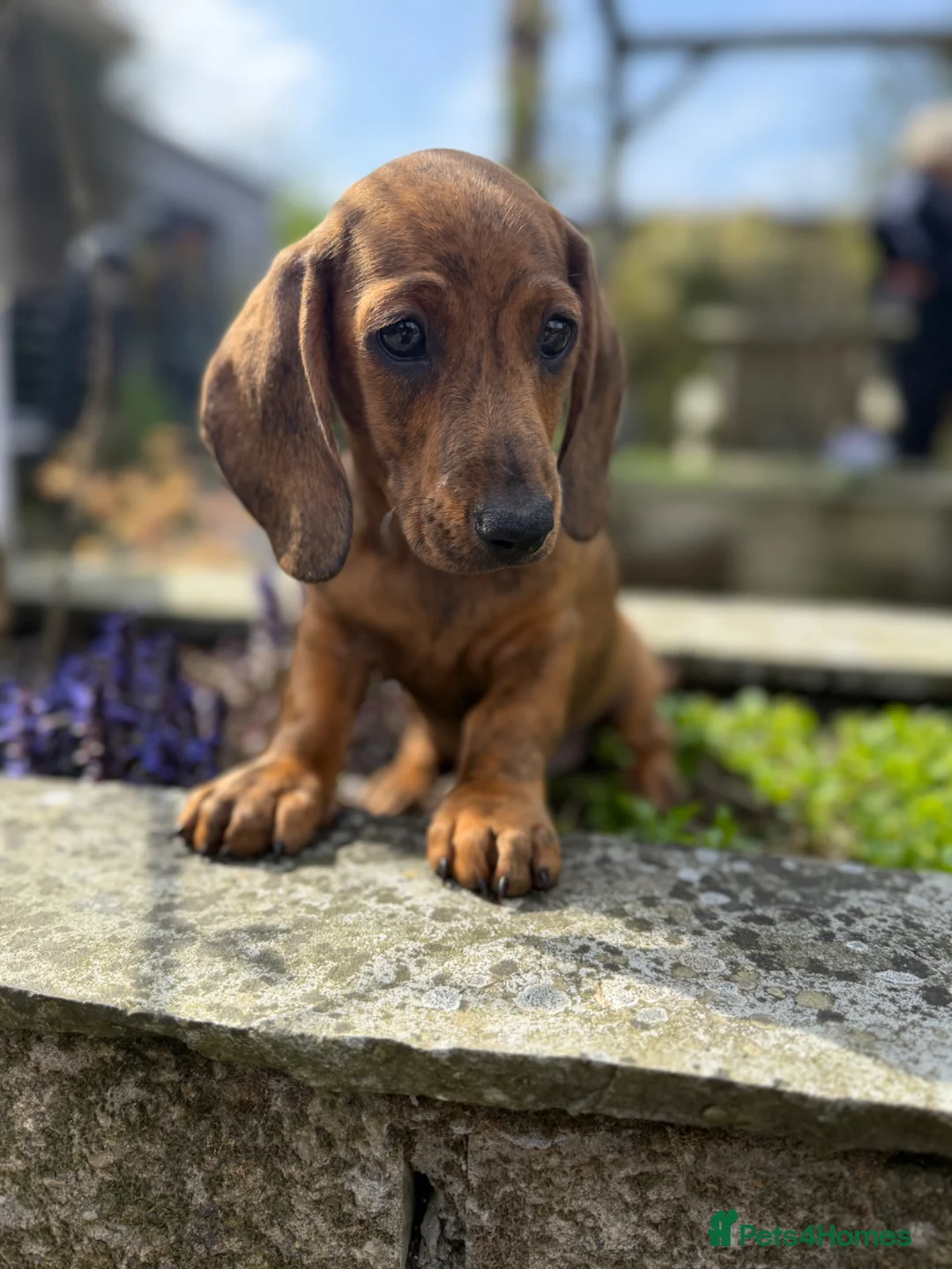 Dachshund dogs for sale: Beautiful Brindle Dachshund Pups - Advert 2