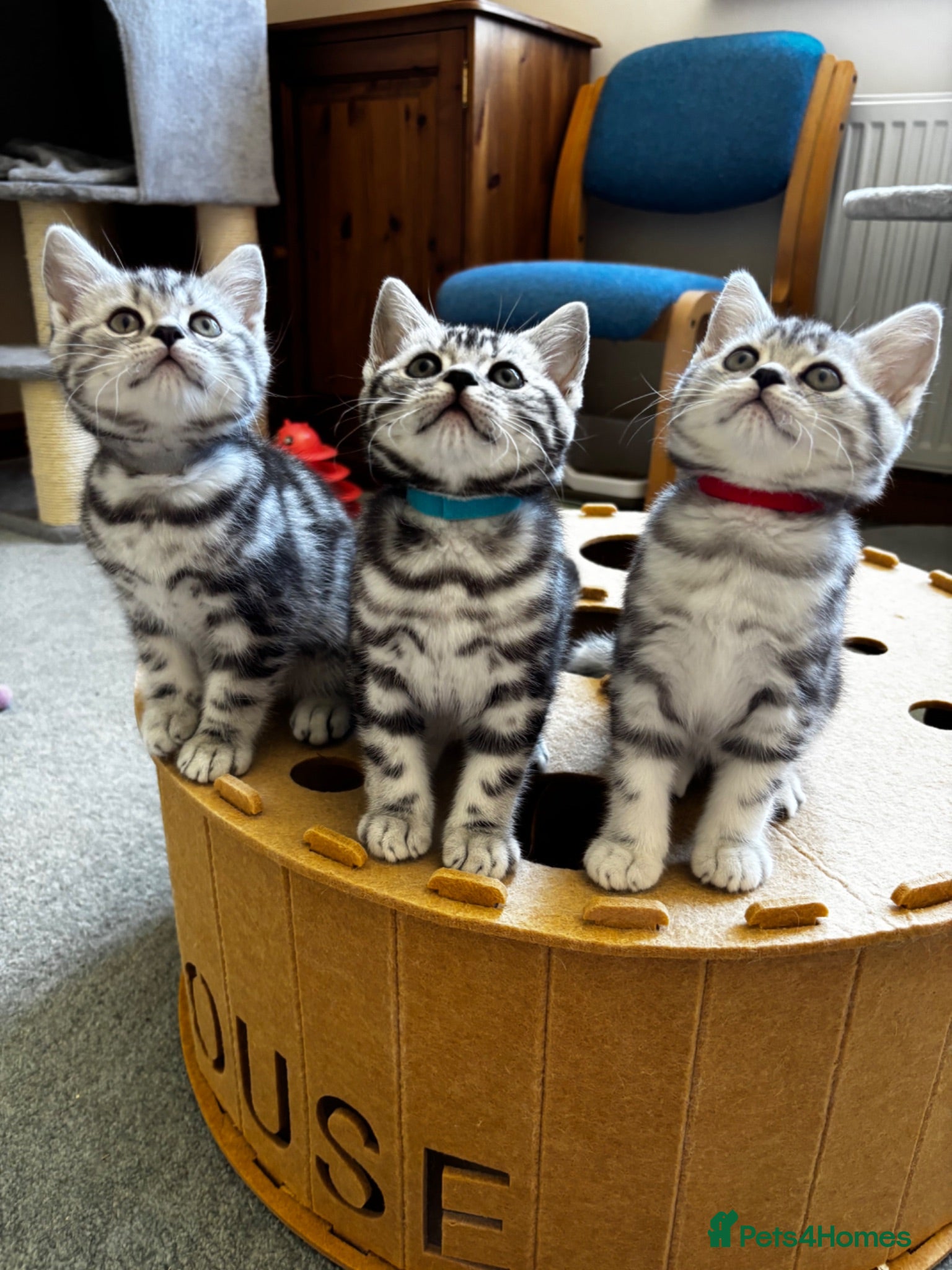 British Shorthair cats 💙❤️ GORGEOUS PEDIGREE SILVER TABBY BSH ❤️💙 - Advert 1