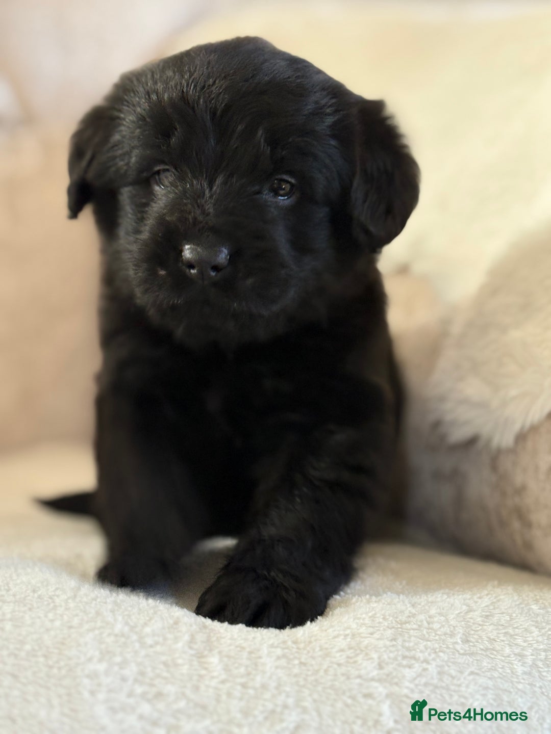 Labradoodle dogs for sale: Gorgeous f1 labradoodle puppies - Advert 17
