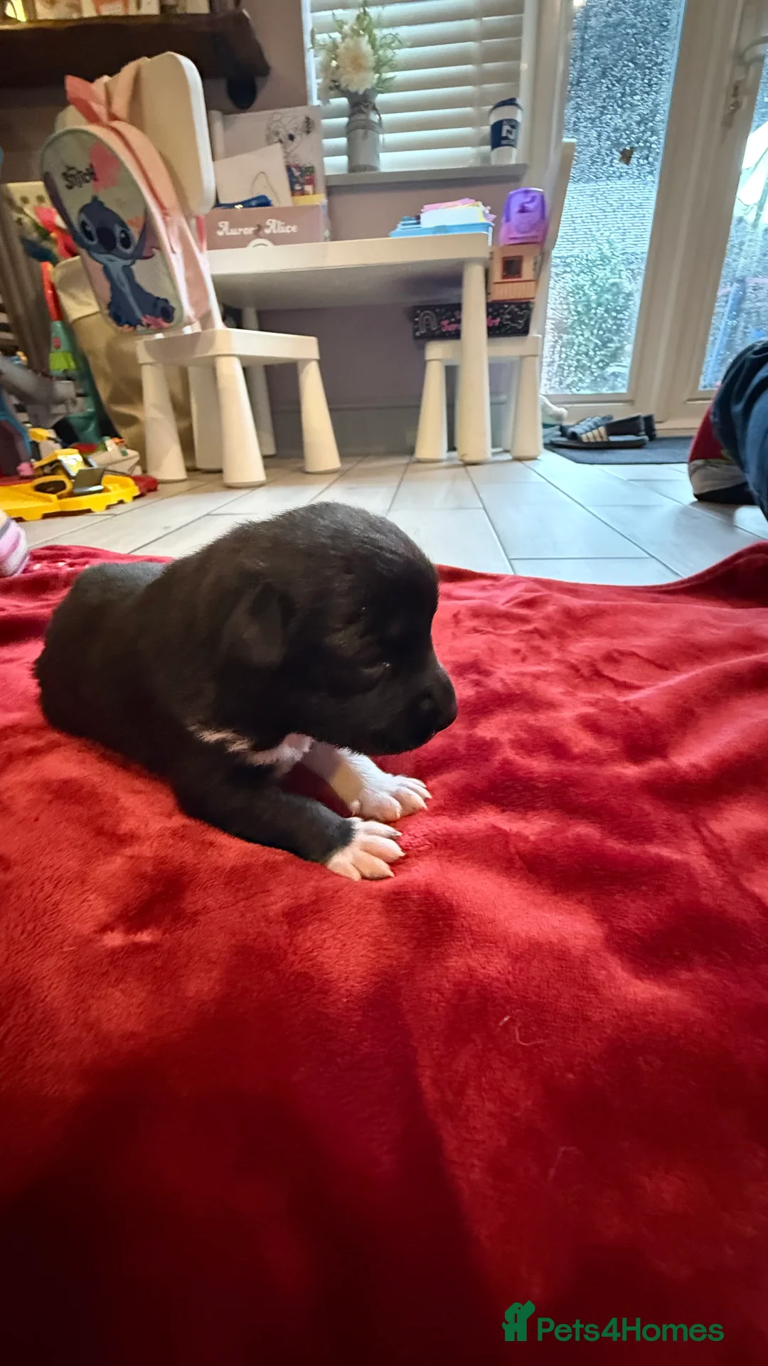 German Shepherd dogs for sale: German shepherd x Puppies - Advert 7