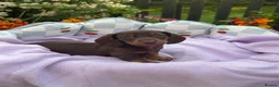 Miniature Dachshund dogs for sale: 5 left kc reg dna tested mini dachshund puppies  - Advert 6