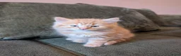 Mixed Breed cats for sale: 3 male mixed breed kittens for sale - Advert 4