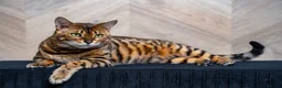 Bengal cats for sale: Stunning Bengal - Sophie. Forever family only. - Advert 7