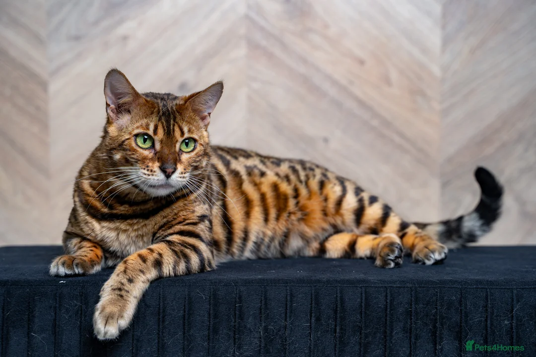 Bengal cats for sale: Stunning Bengal - Sophie. Forever family only. - Advert 7