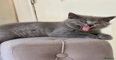 Scottish Fold cats - Advert 5