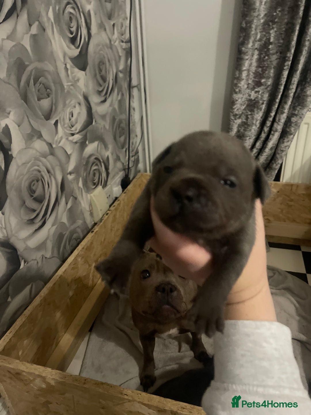 Staffordshire Bull Terrier dogs for sale: Beautiful stuffy pups  - Advert 18