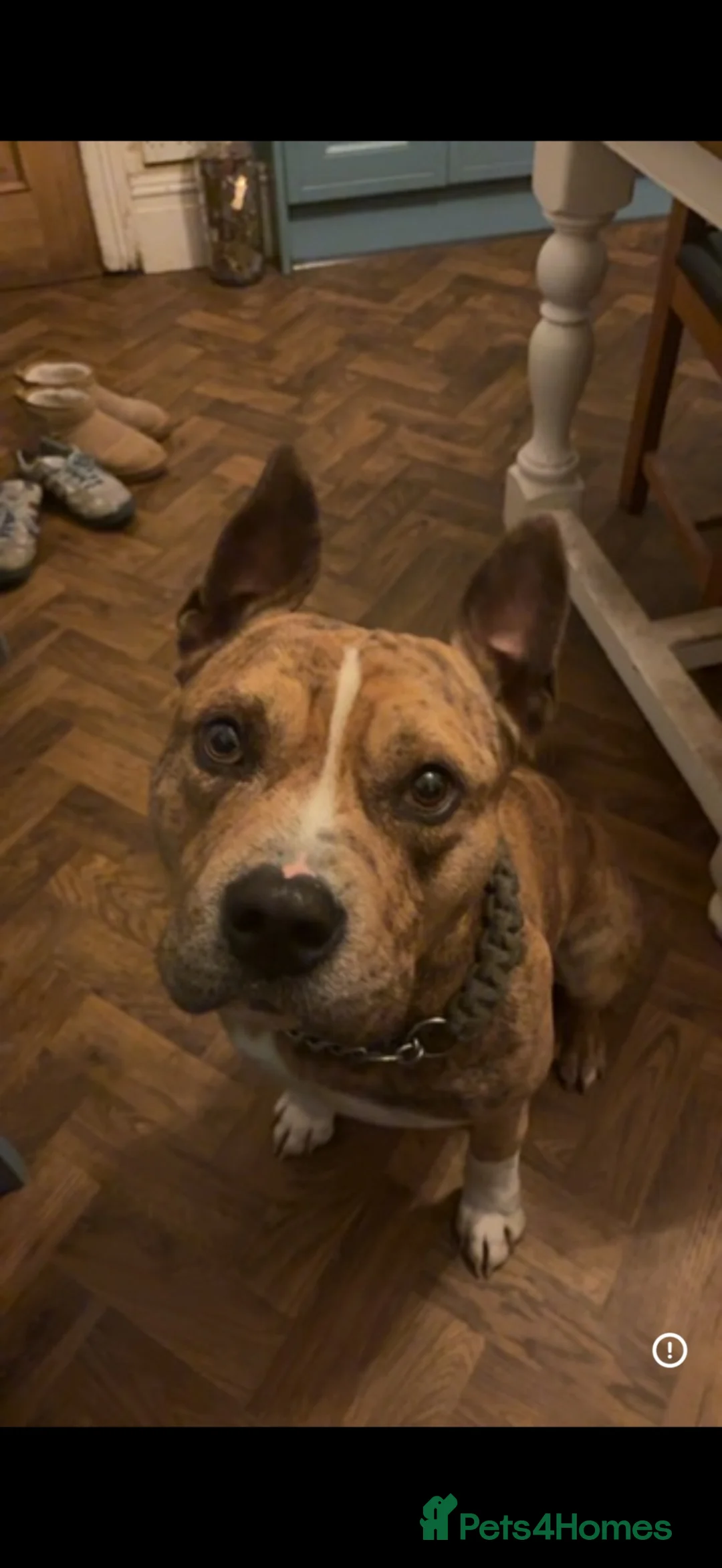 American Bulldog dogs for sale: American bully x pocket  **  in Mirfield - Advert 2