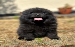 Pomeranian dogs for sale: 3 Little Girls Looking for Love! - Image 22
