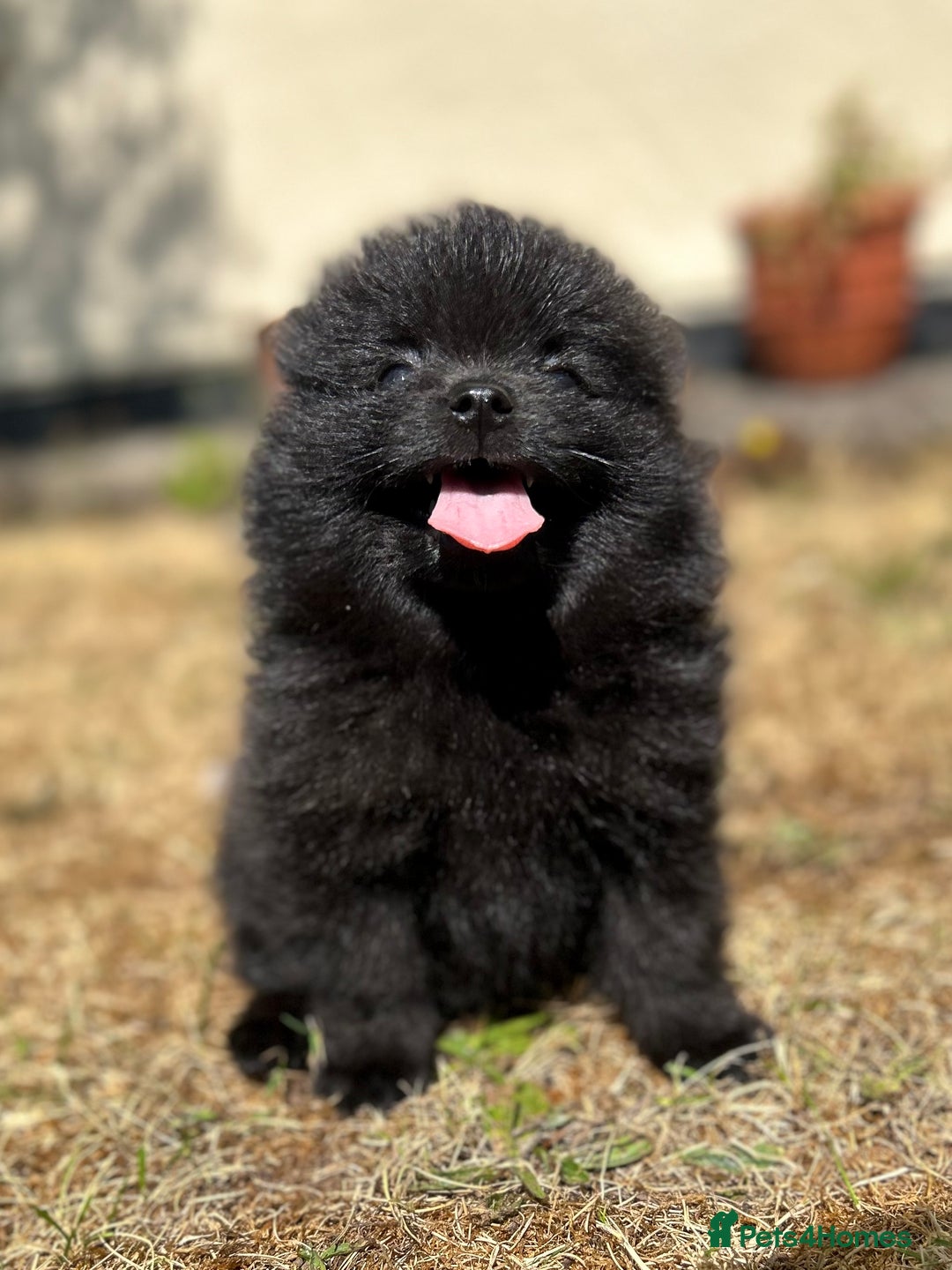 Pomeranian dogs for sale: 3 Little Girls Looking for Love! - Image 22