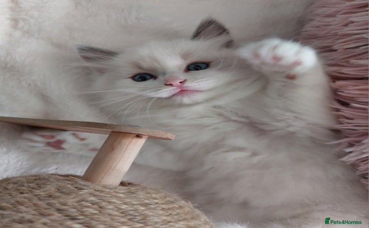 Ragdoll cats - Advert 1