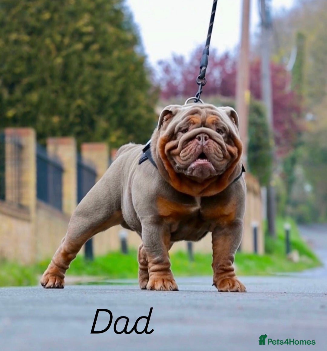 English Bulldog dogs for sale: 2 English bulldog 'lilac' puppies READY 8TH DEC 25 - Advert 13