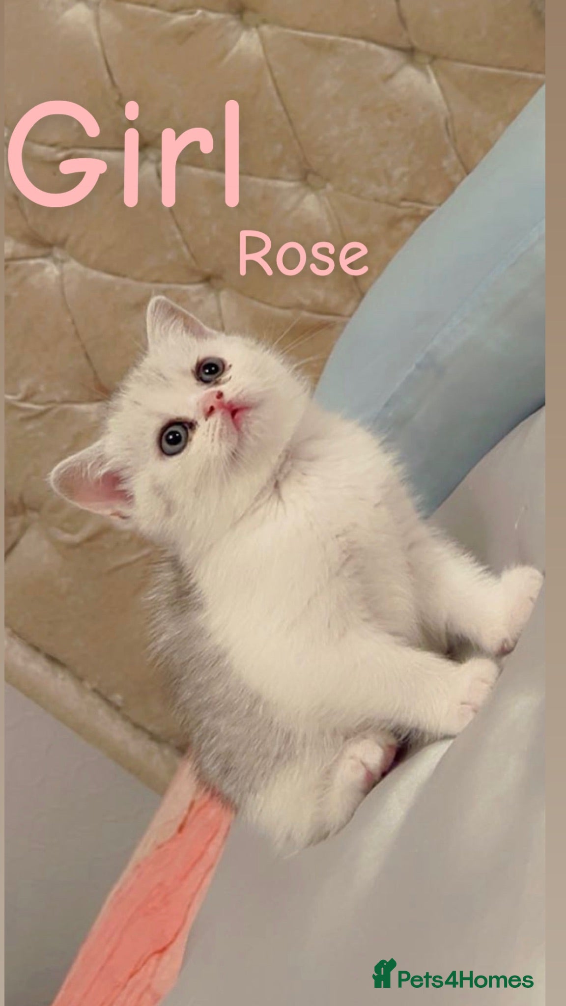 British Shorthair cats British short hair ❤️🥰 - Advert 3